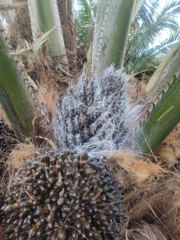 WhatsApp Image 2026-01-20 at 16.39.25